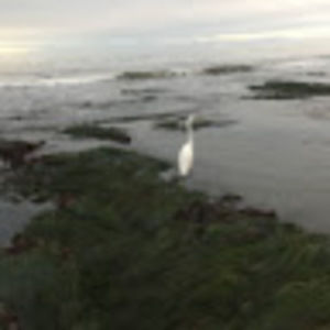 Meet your Posher, Sequoyah